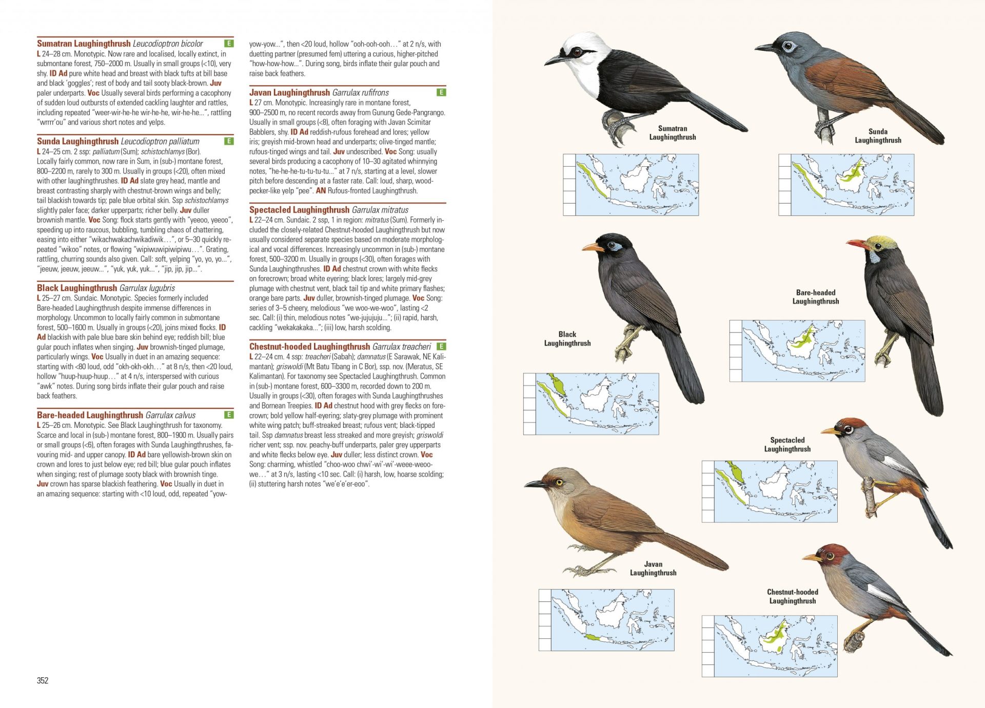 Sample page of Birds of the Indonesian Archipelago Birds of the Indonesian Archipelago sample page